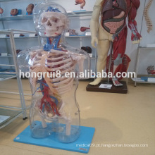 VENDAS QUENTES Modelo de anatomia humana transparente com órgãos internos torso transparente